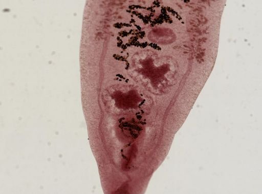 Dicrocoelium dendriticum