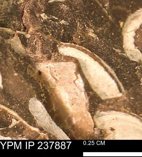 Limopsis striatopunctatus