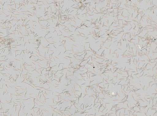 Halichondria sp.