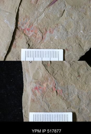 undet. Arthropoda