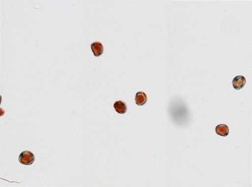 Mya arenaria
