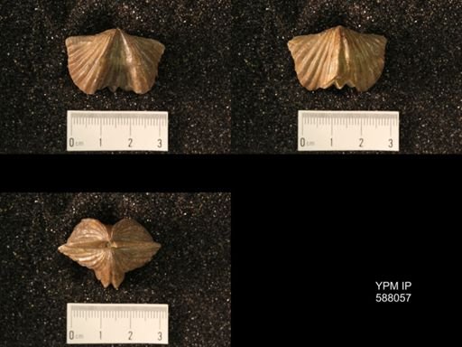 Platystrophia laticostata