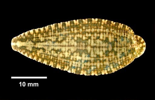 Placobdella parasitica