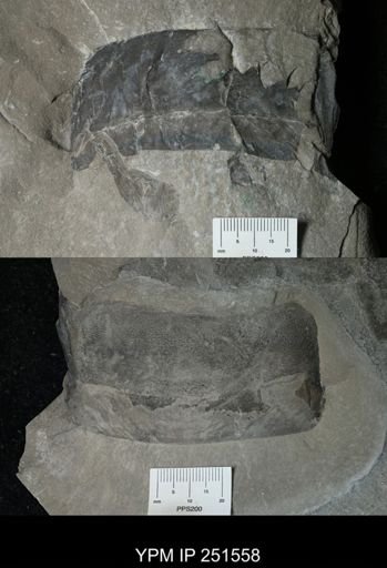undet. Eurypterida