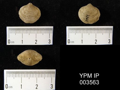 Athyris membranacea