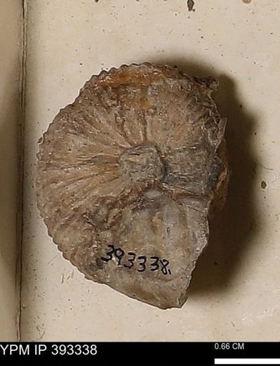 Scaphites sp.