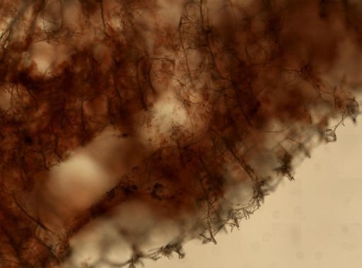 Amphimedon compressa