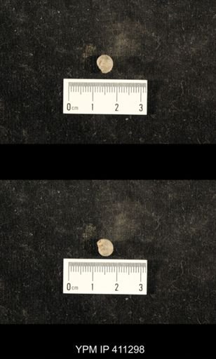 Euphemites carbonarius