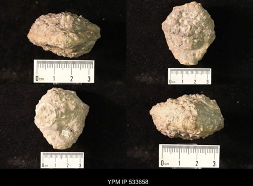 undet. Crinoidea