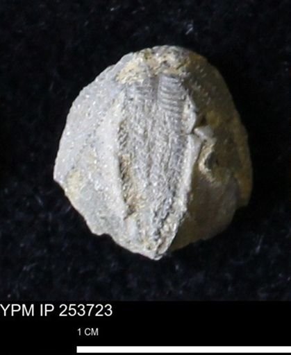 Pentremites sp.