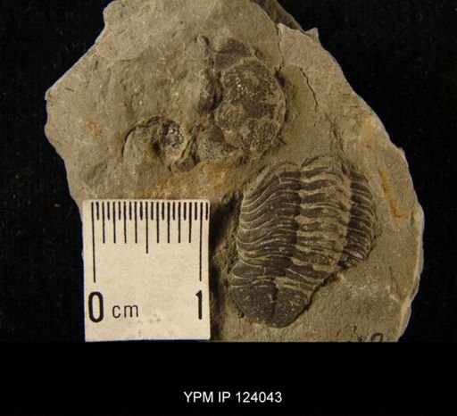 Phacops rana