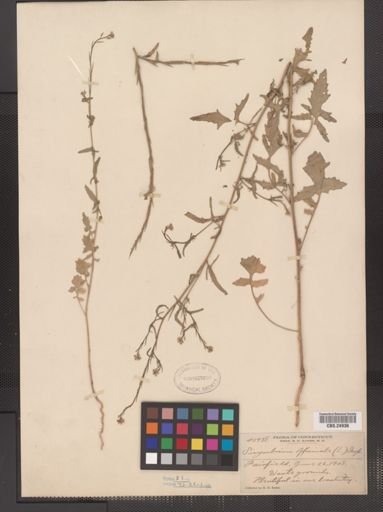 Sisymbrium officinale var. leiocarpum