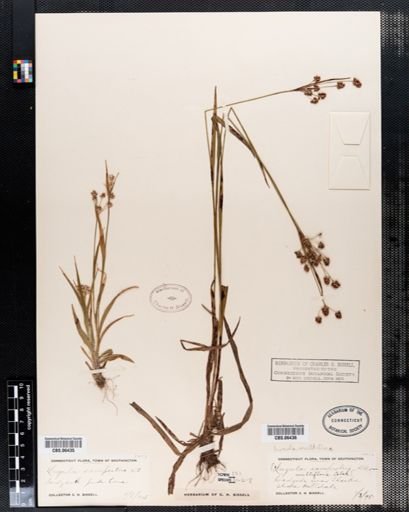 Luzula campestris