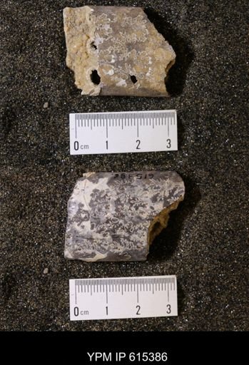 Baculites sp.