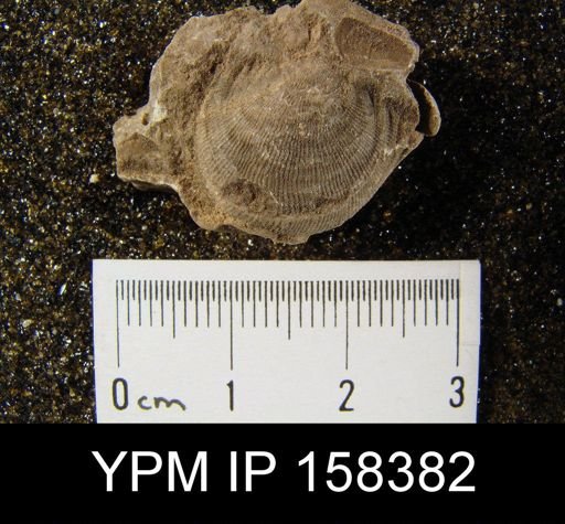 Productus lyelli