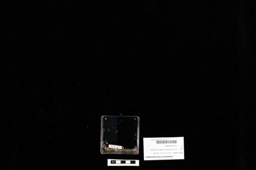 Lepidophyma flavimaculatum