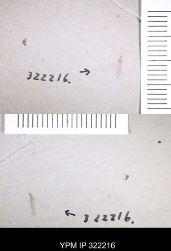 undet. Diptera