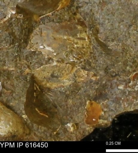 Protocardia subquadrata