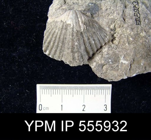 Spirifer sp.