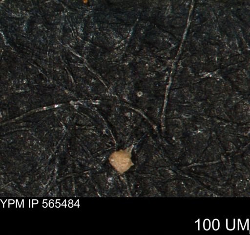 Clathrocyclas (Clathrocyclas) irrasa