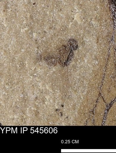 undet. Insecta