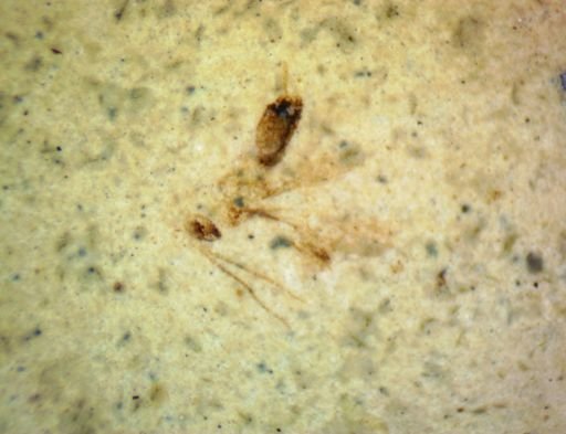undet. Hymenoptera