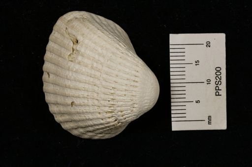 Arca (Scapharca)