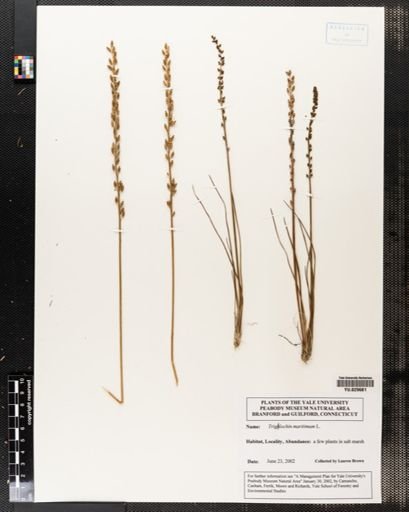 Triglochin maritimum