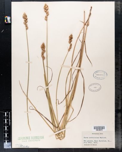 Carex tribuloides