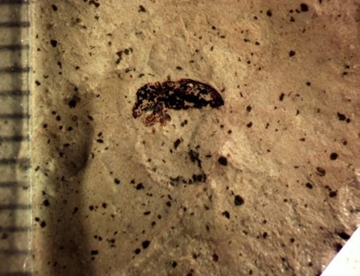 undet. Curculionidae