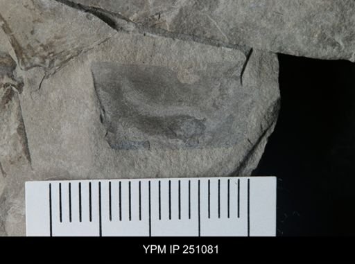 undet. Eurypterida