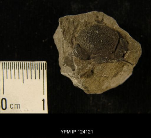 Phacops rana