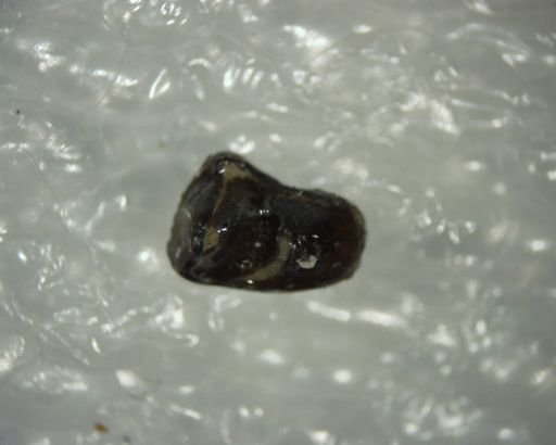 Pelycodus sp.