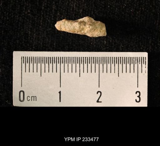 Archaeocidaris sp.