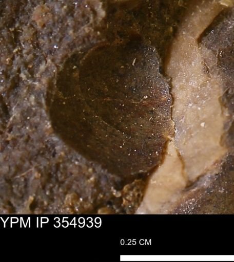 Limopsis sp.