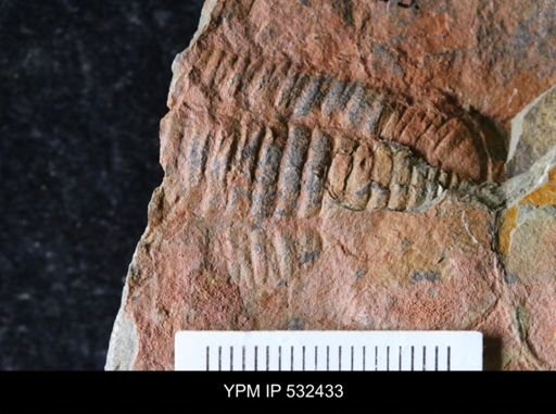 undet. Trilobita
