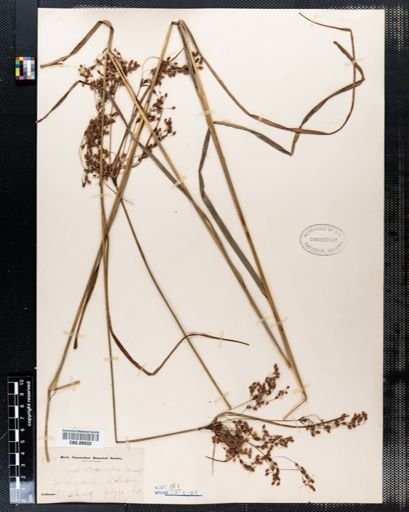 Scirpus atrocinctus