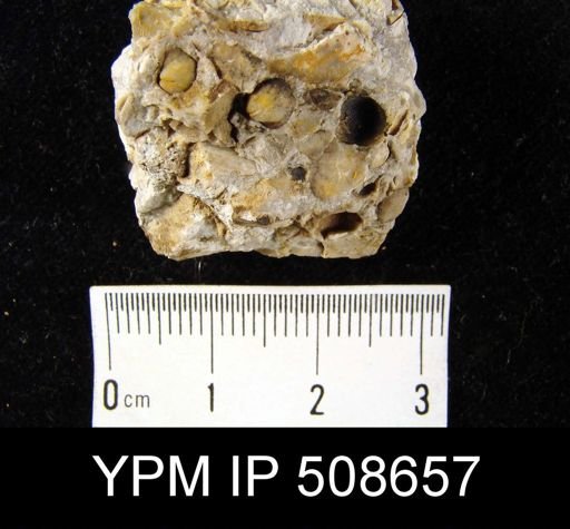 Ambocoelia?