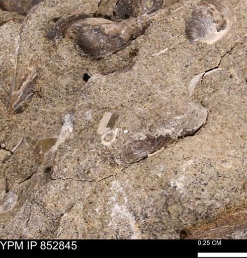 undet. Scaphopoda