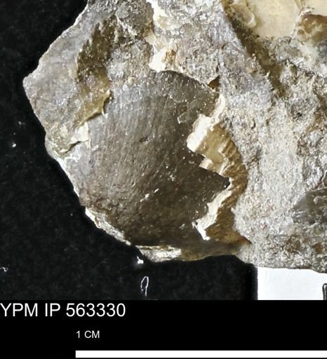 undet. Bivalvia
