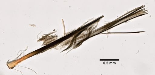 Lepidonotus sublevis