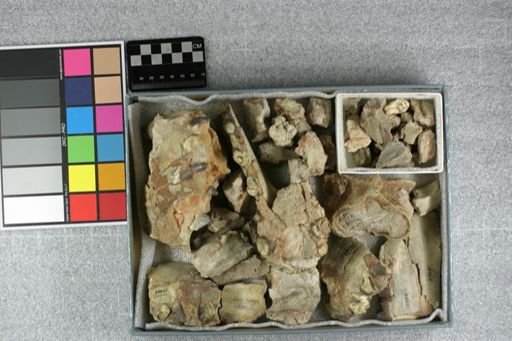 Entelodon sp.