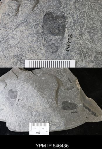 undet. Eurypterida