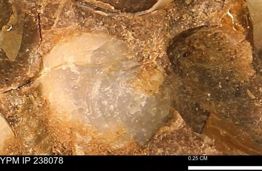 Protocardia subquadrata