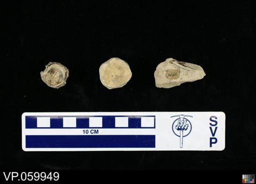 undet. Actinopterygii