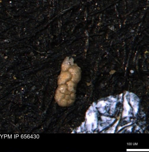 Ammobaculoides phaulus