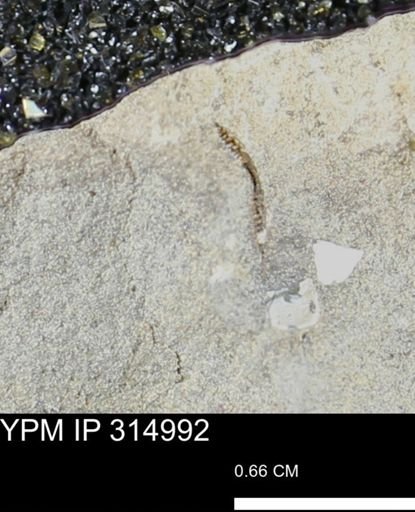 undet. Mollusca