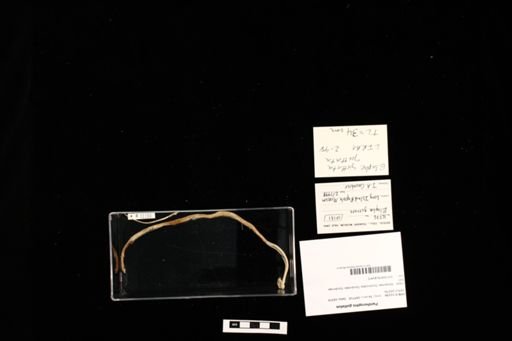 Pantherophis guttatus