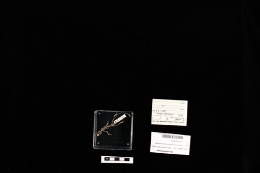 Uta stansburiana