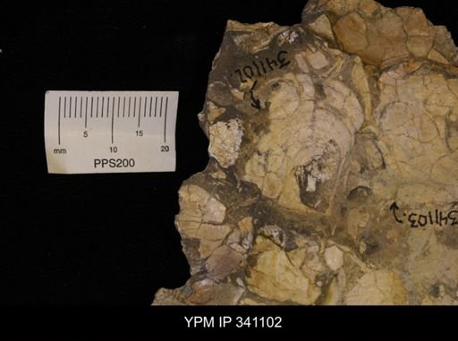 Scaphites sp.